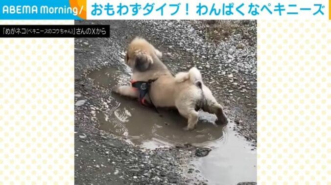 ペキニーズのコウちゃん