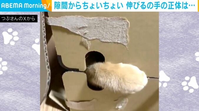 ネコのつぶちゃん