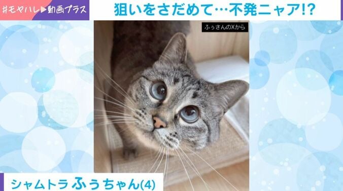 ふぅちゃん