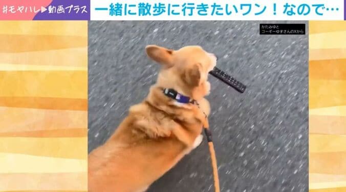 ゆずちゃん