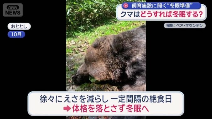 体格を大きく落とさずに冬眠へ