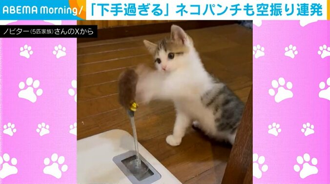 猫のおかかくん（1カ月）