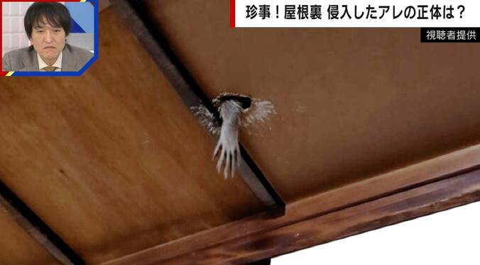 【写真・画像】「地図から消された島」がSNSで話題の「うさぎ島」へ 毒ガスの実験動物として使われた悲しい歴史も　1枚目