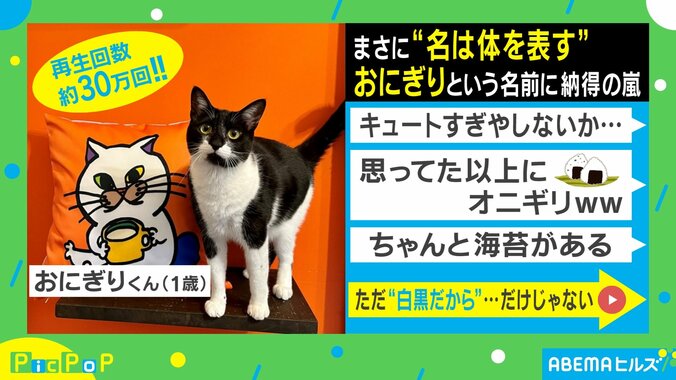 まさに“名は体を表す”!! 猫の「おにぎり」という名を体現した姿に「思った以上」「ちゃんと海苔がある」納得する人続出 1枚目