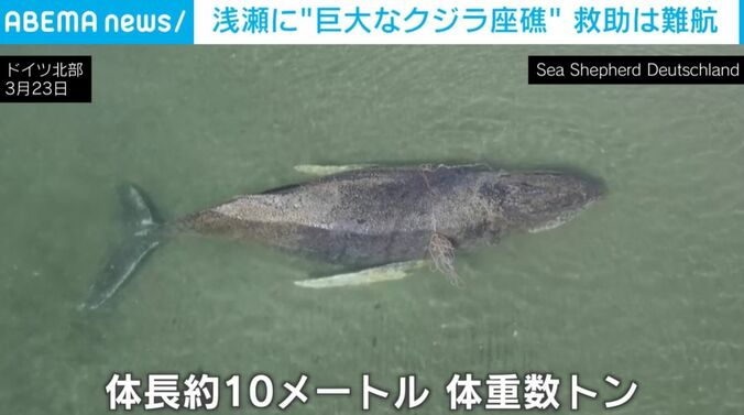 ザトウクジラ