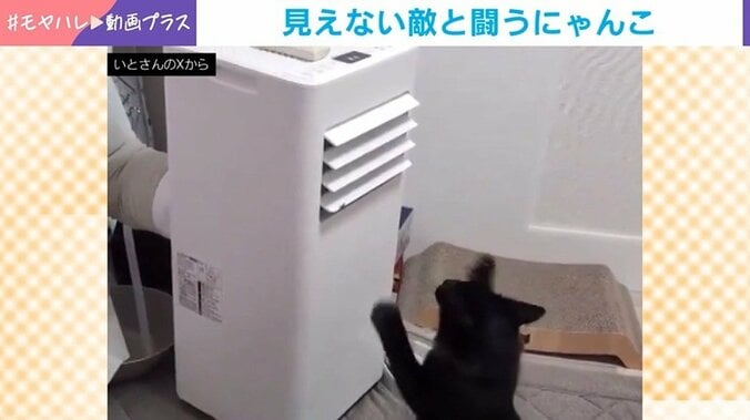 保護猫・くまちゃん