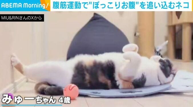 ブリティッシュショートヘアのみゅーちゃん