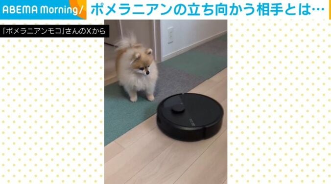 ポメラニアンのモコくん