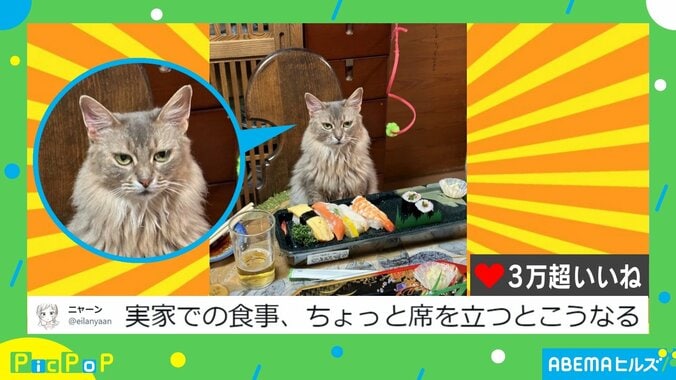 食事中に席を立った投稿者のイスを奪う猫 まるで家主？貫禄あふれる姿に「銀座高級店の面構え!!」「めっちゃ喋りそう」反響続々 1枚目