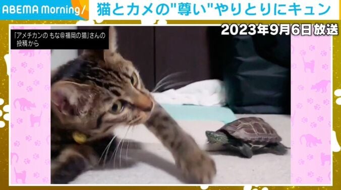 カメの軍曹くんと猫の小雪ちゃん