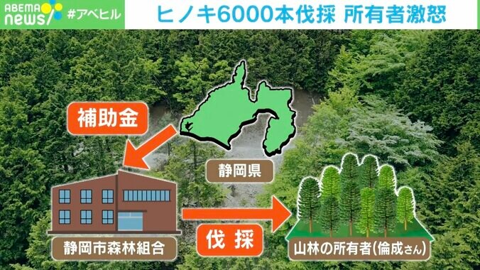 「頭にきている」「何のためにしたのか」間伐のはずが… 勝手にヒノキ6000本伐採 所有者激怒 2枚目