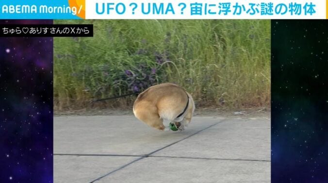 コーギーのちゅらちゃん