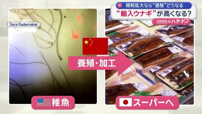 アメリカでとれた稚魚が中国に輸出され日本へ