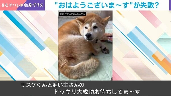 柴犬のサスケくん