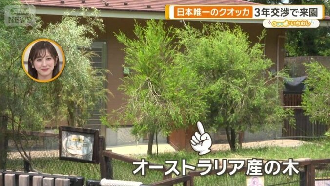 オーストラリア産の木