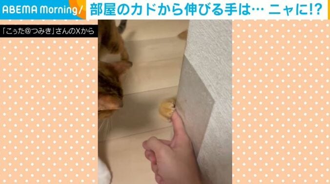 猫のとらくんと飼い主の攻防