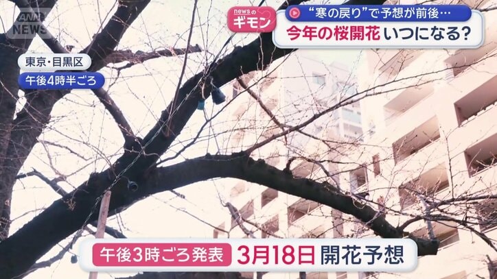 18日の開花予想