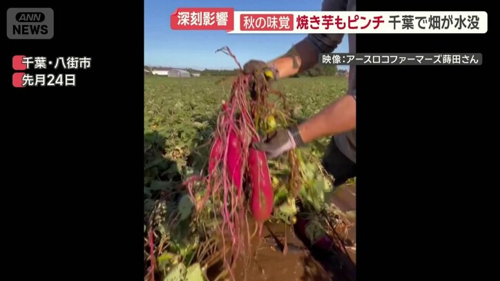 収穫目前のサツマイモが水につかる事態
