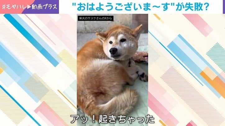 柴犬のサスケくん
