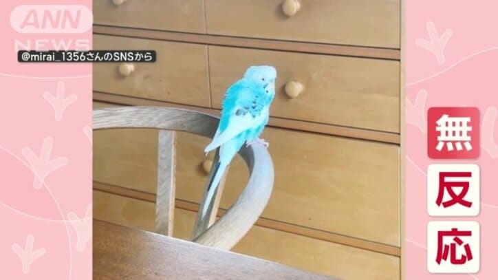 「どんぶらこ」で飼い主まっしぐらなインコさん 名前呼んでもスルー 桃太郎好き?