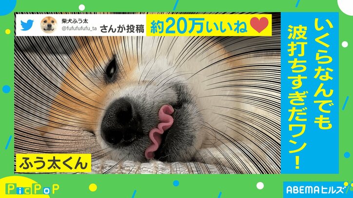 柴犬の舌が「いくらなんでも波打ちすぎ」 愛くるしい“珍現象”に飼い主ツッコミ