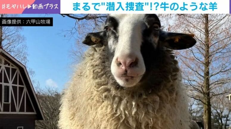 “ほぼ牛”だけど牛ではない…牧場に潜む“スパイ”の正体に驚愕「ヒツジのコスプレした牛？」「生成AIかと」と大混乱