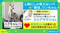 まるで人間!? 犬のモーニングルーティンに投稿主「早起きしたお年寄り感」