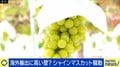 海賊版シャインマスカット野放しに？国産を譲らない輸出戦略 弁理士「中国は日本産だと偽っている…風評被害がすごい」