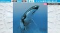 「声がキレイ」クジラ親子の貴重な会話音声がネットで話題 「空飛んでる感じが最高」との声も