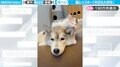 「今日も大好き」シベリアンハスキーの耳を舐める子猫の姿に「美味しい味がするのかな？」「わんこに生まれ変わりたい」と反響