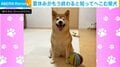 夏休み終了を察知？柴犬の“肩をがっくり”落とす姿に「気持ちよーく分かるよ（笑）」「シュン…って聞こえる」と共感の声