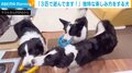 2匹に紛れて“謎の遊び”をする犬 一緒に楽しんでいるかのような完璧な動きに反響