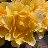 小林麻耶『12/23 お誕生日おめでとうございます!』