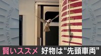 【映像】先頭車両で食事をするスズメ