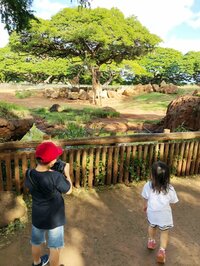 東尾理子『ホノルルズー』