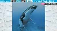 【映像】クジラ親子の美声を収めた貴重映像