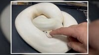 【映像】希少白ヘビが完全防御体勢なのに“頭なでなで”