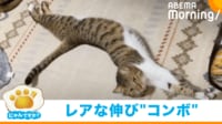 【映像】猫が背中をのびー→後ろ脚をピーン！2種類の伸びコンボ