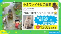 【映像】猫を襲った“悲劇の連鎖”に飼い主「ごめん…」