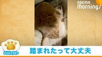 【映像】なでなでを催促するプレーリードッグの“甘えん坊な姿”