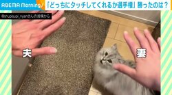 猫「どっちの手を取れば…」心がゆさぶられてキョロキョロ 「悩んでる姿が可愛すぎ」と話題