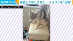 3日連続でイタズラしたシベリアンハスキー 分かりやすく反省する様子に「やっちまったな…」「許す！」と反響