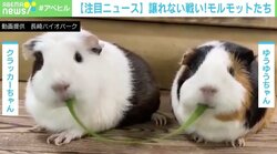両端から草の取り合い、ちぎれると“ピタッ” 飼育員「いい感じで撮れた」