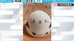 高速でヘドバン！ぷるっぷるな手作りシマエナガプリンがSNSで話題に「動き凄い！」「ずっと見てられる」