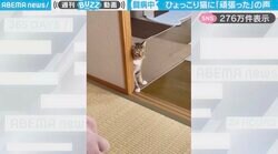 「胸がギュッとなる」ふすまの隙間から“ひょっこり”顔を出す、闘病中の猫に「よう来たね。えらい」「今日も頑張って来てくれてありがとう」