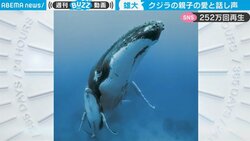 「声がキレイ」クジラ親子の貴重な会話音声がネットで話題 「空飛んでる感じが最高」との声も