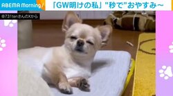 お疲れモード？“秒”で眠りにつく犬の姿に飼い主「GW明けの私」
