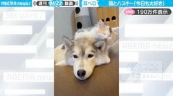 「今日も大好き」シベリアンハスキーの耳を舐める子猫の姿に「美味しい味がするのかな？」「わんこに生まれ変わりたい」と反響