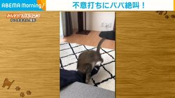 猫の“不意打ち”に飼い主大絶叫 スマホに嫉妬して飛びつく攻撃