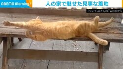 CGと錯覚する!? 仰向けで寝ていたネコの“見事な着地”に「凄い反射神経」「可愛すぎる」と絶賛